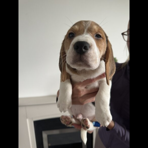 Beagle - Both