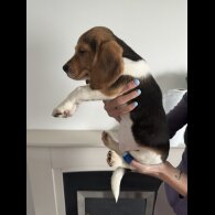 Beagle - Both