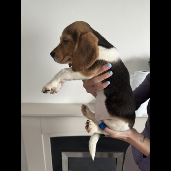 Beagle - Both