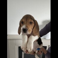 Beagle - Both