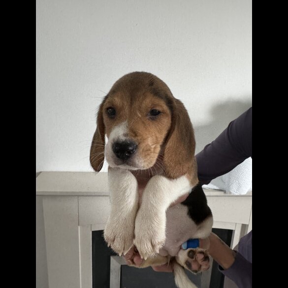 Beagle - Both