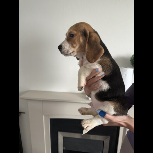 Beagle - Both