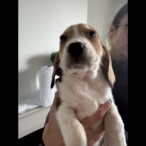 Beagle - Both