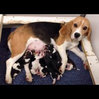 Beagle - Both