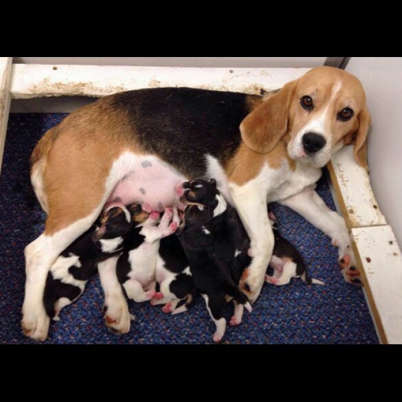 Beagle - Both