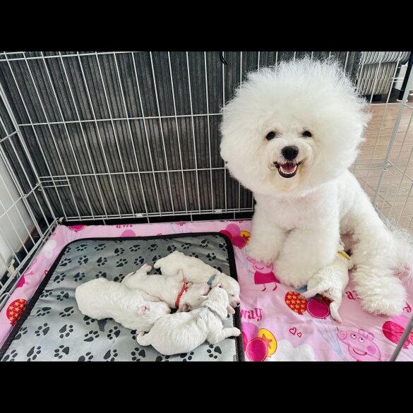 Bichon Frise - Both