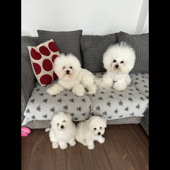 Bichon Frise - Both