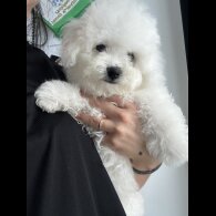 Bichon Frise - Both