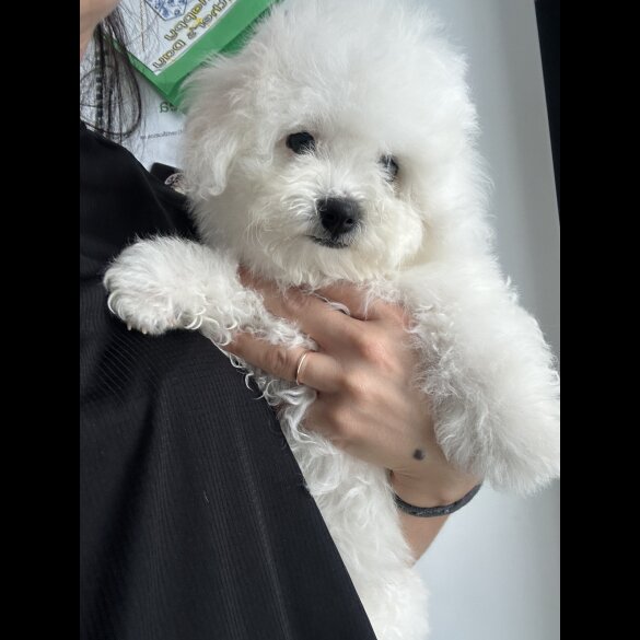 Bichon Frise - Both