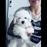 Bichon Frise - Both