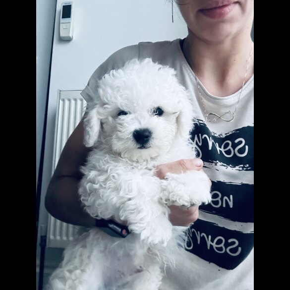 Bichon Frise - Both