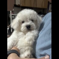 Bichon Frise - Both