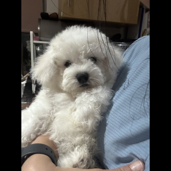 Bichon Frise - Both