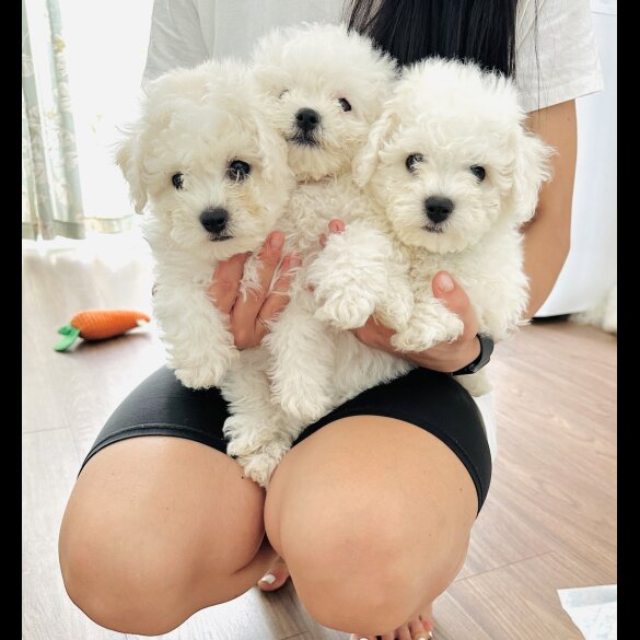 Bichon Frise - Both