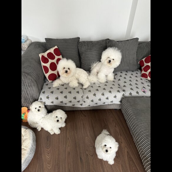 Bichon Frise - Both