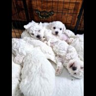 Bichon Frise - Both
