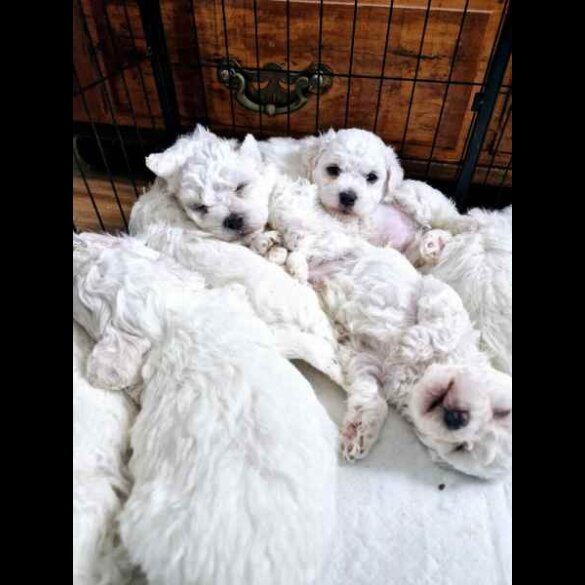 Bichon Frise - Both