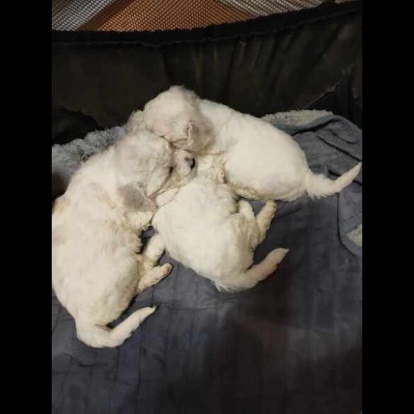 Bichon Frise - Both