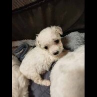 Bichon Frise - Both