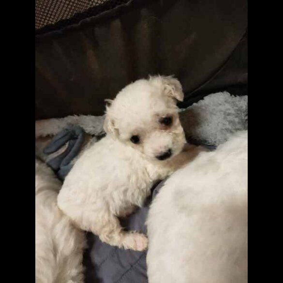 Bichon Frise - Both
