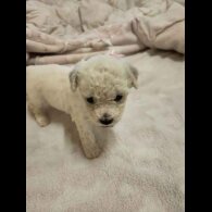 Bichon Frise - Both