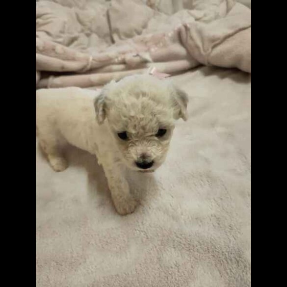 Bichon Frise - Both