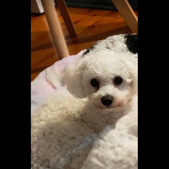 Bichon Frise - Both