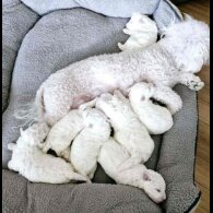 Bichon Frise - Both