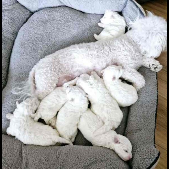 Bichon Frise - Both