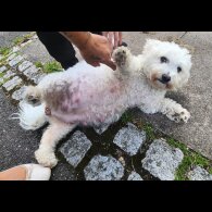 Bichon Frise - Both