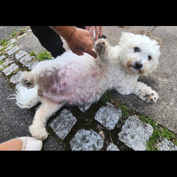 Bichon Frise - Both