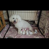Bichon Frise - Both