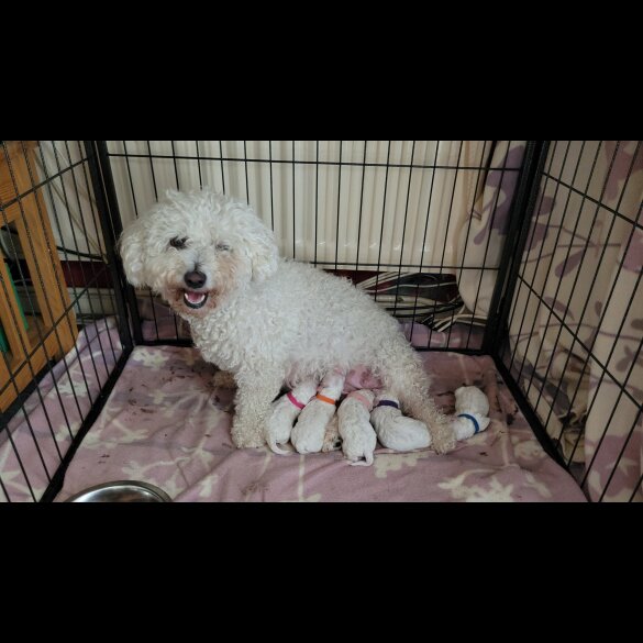Bichon Frise - Both