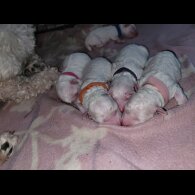 Bichon Frise - Both