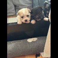 Bichon Frise - Bitches