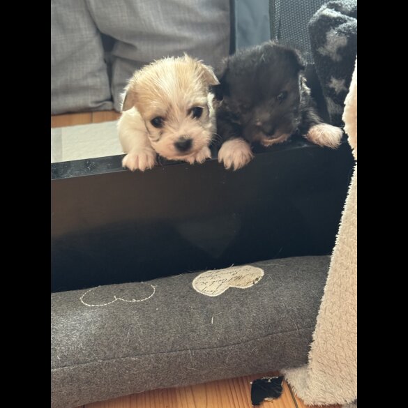 Bichon Frise - Bitches