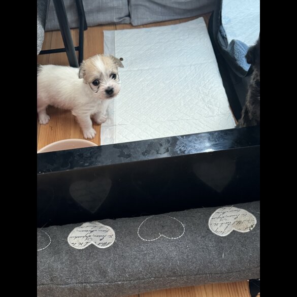 Bichon Frise - Bitches