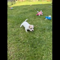 Bichon Frise - Bitches