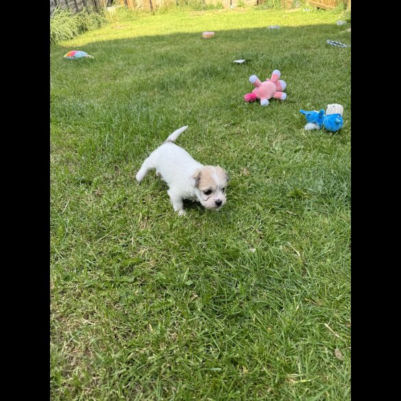 Bichon Frise - Bitches