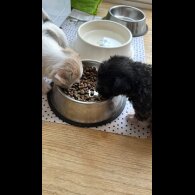Bichon Frise - Bitches