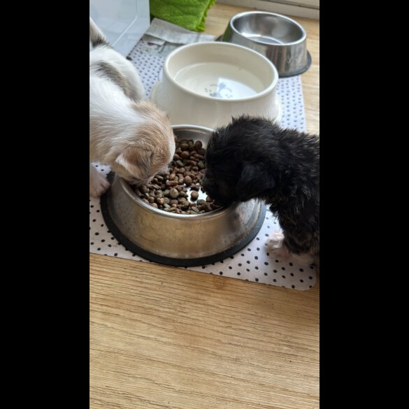 Bichon Frise - Bitches
