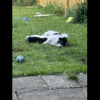 Bichon Frise - Bitches