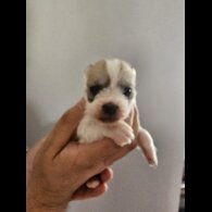 Bichon Frise - Bitches