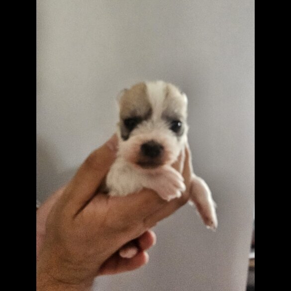 Bichon Frise - Bitches