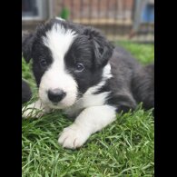 Border Collie - Both