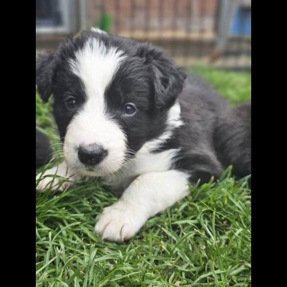 Border Collie - Both