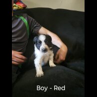 Border Collie - Both