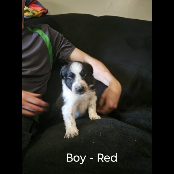 Border Collie - Both