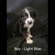 Border Collie - Both