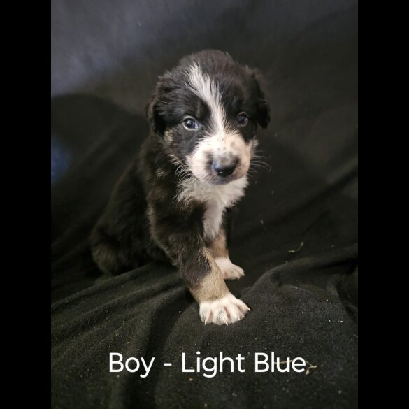 Border Collie - Both
